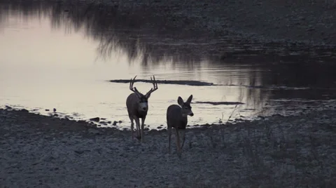 Mule Deer Buck Chasing a Doe Vídeos de archivo 33361417