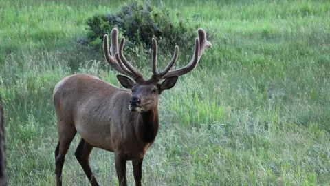 Mule deer buck chewing grass. Stock Footage 341353134