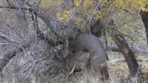 Mule Deer Buck Copulates with doe in riparian habitat v1 no cg Stock Footage 73521827