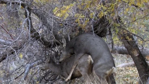 Mule Deer Buck Copulates with doe in riparian habitat v1 Stock Footage 73521854