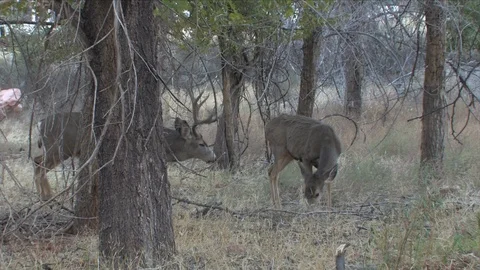 Mule Deer Buck Courting a Doe in Brushy Riparian Habitat Stock Footage 117660429