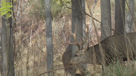 Mule Deer Buck Courts Doe in Thick Trees Stock Footage 48917509