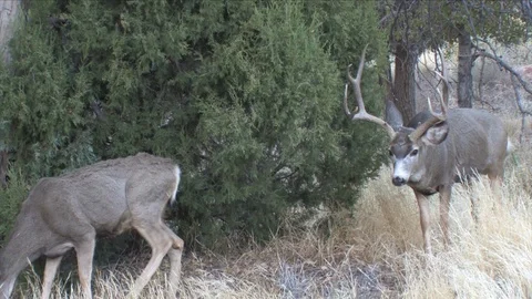 Mule Deer Buck Courts a Doe in the Cedars Stock Footage 117659556
