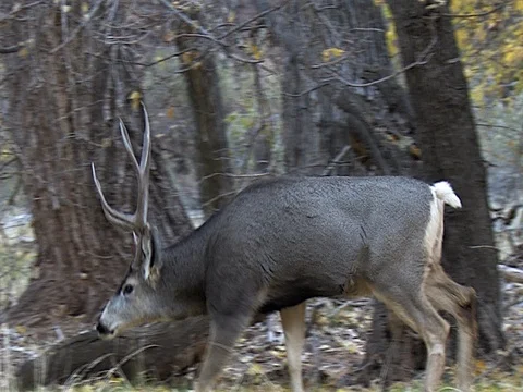 Mule Deer Buck Courts Does in Riparian Habitat Stock Footage 73530621