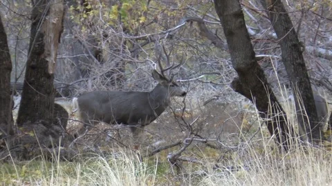 Mule Deer Buck Courts Hot Doe in Riparian Habitat Stock Footage 73524406