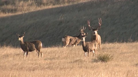 Mule Deer Buck Doe Alarmed Herd Badlands National Park Trophy Fall Stock Footage 43154162