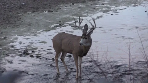 Mule Deer Buck Drinking Vídeos de archivo 33358787