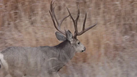 Mule Deer Buck During the Rut in Colorado in Autumn Stock-Footage 322922899