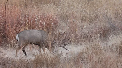Mule Deer Buck During the Rut in Colorado in Autumn Vídeos de archivo 322924717