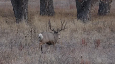 Mule Deer Buck During the Rut in Colorado in Autumn Vídeos de archivo 322924730