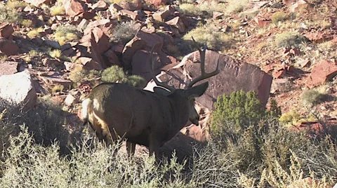 Mule Deer Buck Feeds on Sagebrush After Climbing Hill Stock Footage 49668401