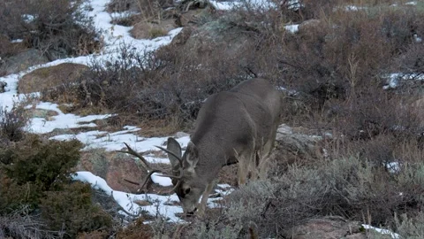 Mule Deer Buck Foraging in Rocky Mountain National Park Colorado Stock Footage 278123976
