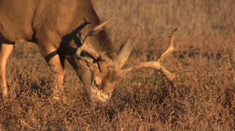 Mule Deer Buck Grazing Vídeos de archivo 32402138
