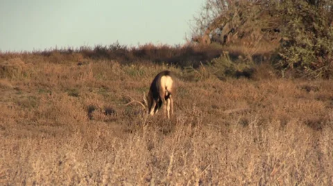 Mule Deer Buck Grazing Stock-Footage 32402338