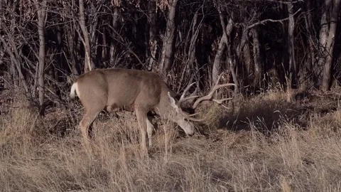 Mule Deer Buck Grazing Stock Footage 121129411