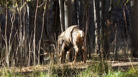 Mule Deer Buck Has Difficulty Walking Into Thick Saplings Stock Footage 49650885