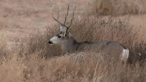 Mule deer buck hiding between tumbleweeds Stock Photos
