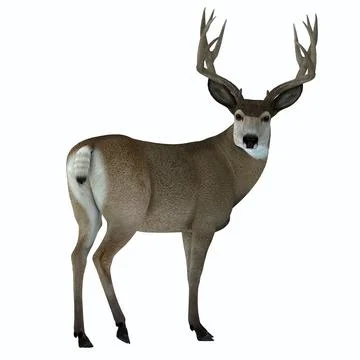 Mule Deer Buck Stock Illustration