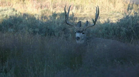 Mule Deer buck laying down P HD 2679 動画素材 522388