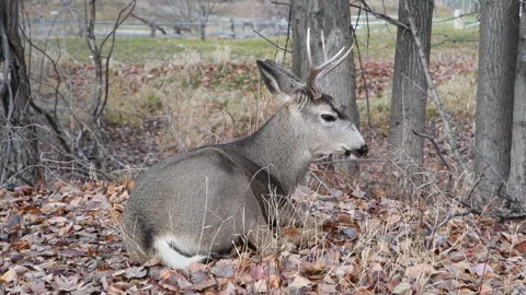 Mule deer buck lying in fall leaves, 4k Stock Footage 296135217