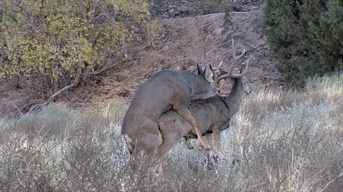 Mule Deer Buck Mounting a Doe-1 Stock Footage 117660937