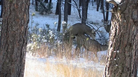 Mule Deer Buck Mounts Doe But Doe Moves Away. Stock Footage 73401201
