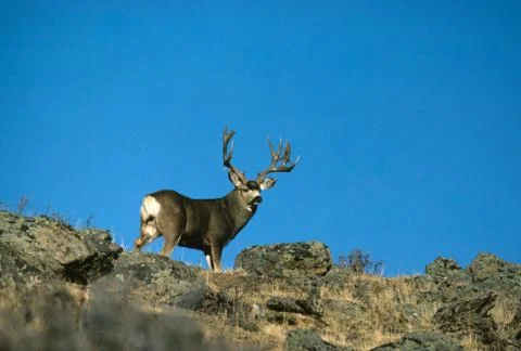 Mule Deer Buck Stock Photos