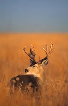 Mule Deer Buck Stock Photos