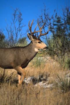 Mule Deer Buck Stock Photos