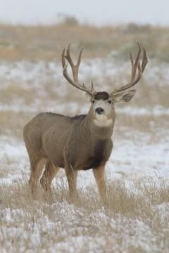 Mule Deer Buck Stock Photos