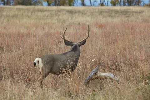 Mule Deer Buck Stock Photos