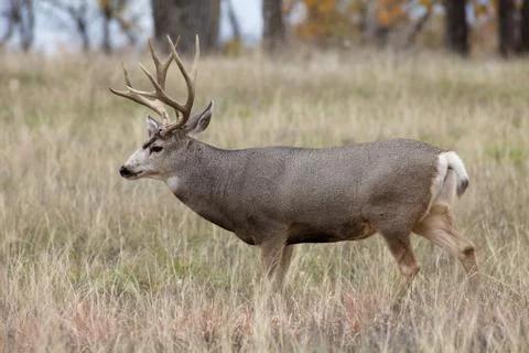 Mule Deer Buck Stock Photos