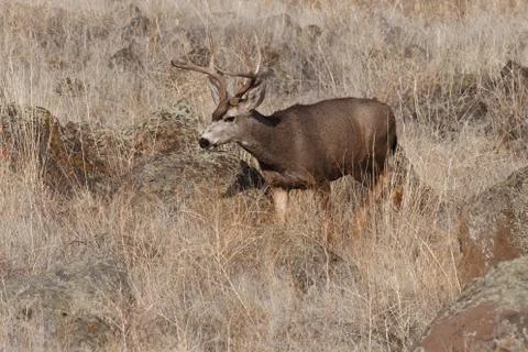 Mule Deer buck Stock Photos