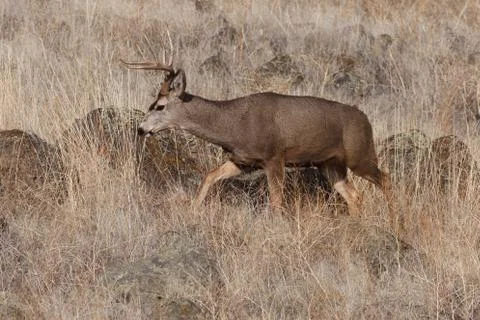 Mule Deer buck Stock Photos