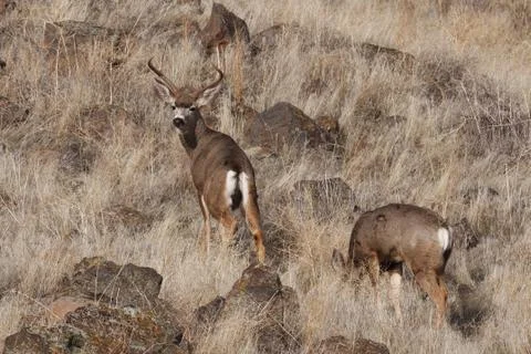Mule Deer buck Stock Photos
