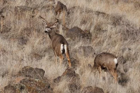 Mule Deer buck Stock Photos