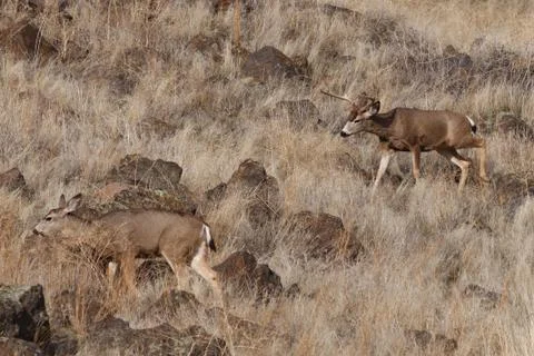 Mule Deer buck 스톡 사진
