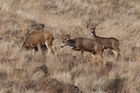 Mule Deer buck Foto stock