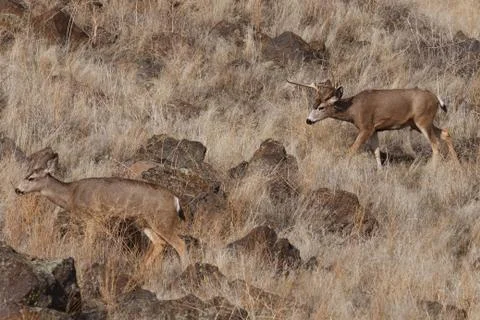Mule Deer buck Stock Photos