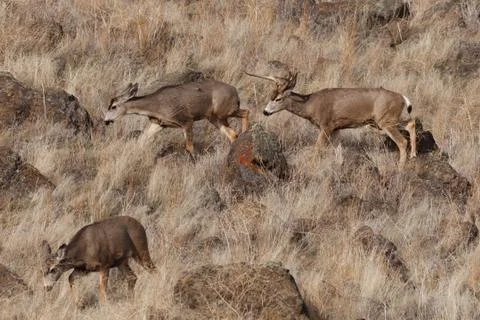Mule Deer buck Stock Photos