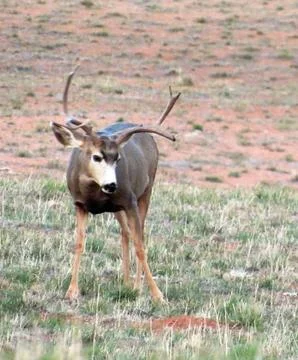 Mule deer buck Foto stock