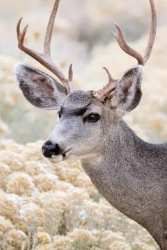 Mule deer buck Stock Photos
