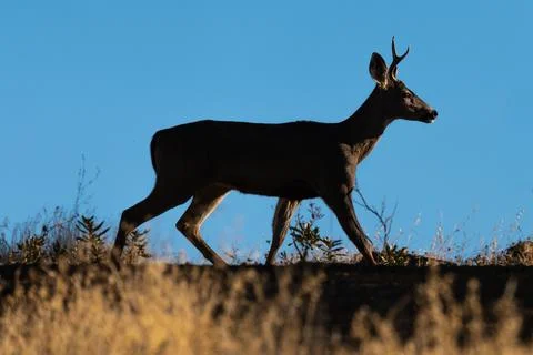 Mule deer buck Stock Photos