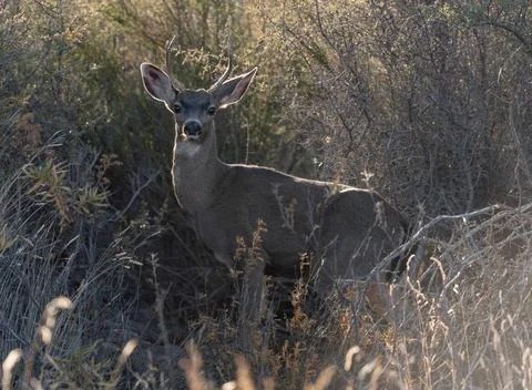 Mule deer buck Stock Photos