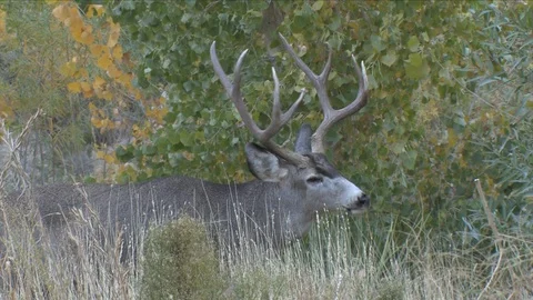 Mule Deer Buck Posing for a Doe He's Courting Stock Footage 117657980