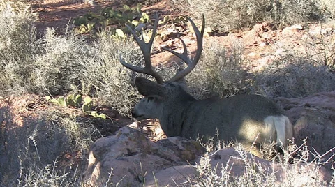 Mule Deer Buck Preparing His Bed Looks Around for Danger Stock Footage 49678243