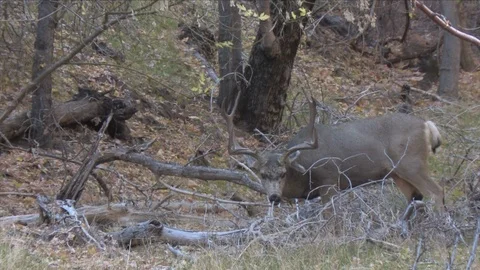Mule Deer Buck Puzzling Out Interesting Scents Stock Footage 117764706