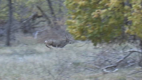Mule Deer Buck Running to Chase an Unseen Competitor During the Rut Stock Footage 117762861