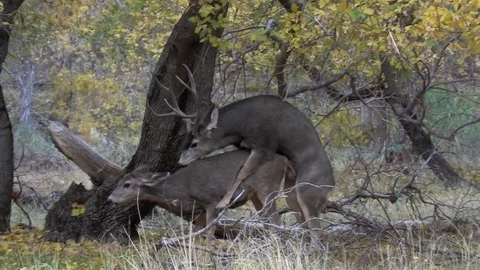 Animal Copulation Stock Footage Royalty Free Videos Pond5