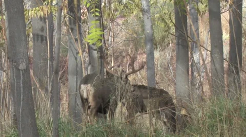 Mule Deer Buck  in Rut Courts Doe in Thick Trees  Stock Footage 48916765